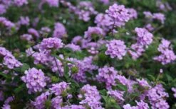 Trailing Lavender Lantana - 1 Gallon Pot -Plant Lover House Shop Lantana Trailing Lavender 2