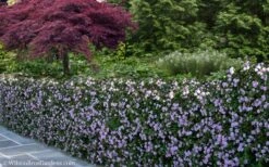 Trailing Lavender Lantana - 1 Gallon Pot -Plant Lover House Shop Lantana Trailing Lavender 22