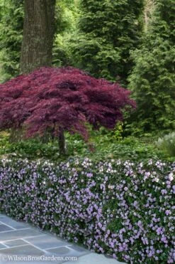 Trailing Lavender Lantana - 1 Gallon Pot -Plant Lover House Shop Lantana Trailing Lavender 23