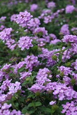 Trailing Lavender Lantana - 1 Gallon Pot -Plant Lover House Shop Lantana Trailing Lavender 500x750 1