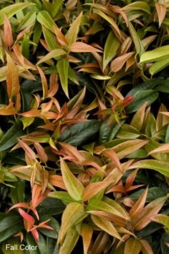 Scarletta Fetterbush - Leucothoe Fontanesiana 'Zeblid' - 2 Gallon Pot 11 Scarletta Fetterbush - Leucothoe Fontanesiana 'Zeblid' - 2 Gallon Pot -Plant Lover House Shop Leucothoe Scarletta 2