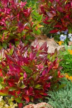 Scarletta Fetterbush - Leucothoe Fontanesiana 'Zeblid' - 2 Gallon Pot 13 Scarletta Fetterbush - Leucothoe Fontanesiana 'Zeblid' - 2 Gallon Pot -Plant Lover House Shop Leucothoe Scarletta 4