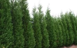 Leyland Cypress - 1 Gallon Pot 12 Leyland Cypress - 1 Gallon Pot -Plant Lover House Shop Leyland Cypress 51