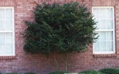 Wavy Leaf Ligustrum Recurvifolium - 1 Gallon Pot -Plant Lover House Shop Ligustrum Recurvifolia Curly Leaf Tree Form