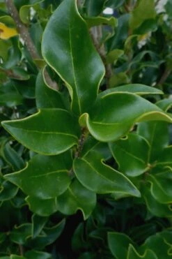 Wavy Leaf Ligustrum Recurvifolium - 1 Gallon Pot -Plant Lover House Shop Ligustrum Recurvifolium 10