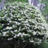 Wavy Leaf Ligustrum Recurvifolium - 1 Gallon Pot