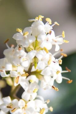 Wavy Leaf Ligustrum Recurvifolium - 1 Gallon Pot -Plant Lover House Shop Ligustrum Recurvifolium 8