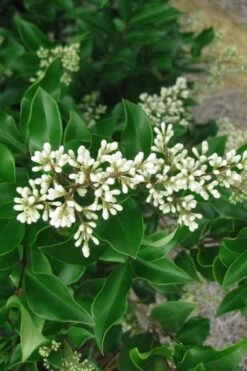 Wavy Leaf Ligustrum Recurvifolium - 1 Gallon Pot -Plant Lover House Shop Ligustrum Recurvifolium Rev 500x750 1