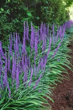 Big Blue Liriope (Lilyturf) - 36 Pack Of 3.5" Pint Pots