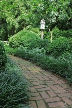 Emerald Goddess Liriope (Lilyturf) - 1 Gallon Pot -Plant Lover House Shop Liriope Emerald Goddess 2