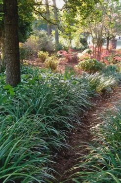 Emerald Goddess Liriope (Lilyturf) - 6-Pack Of 1 Gallon Pots -Plant Lover House Shop Liriope Emerald Goddess 500x750 2