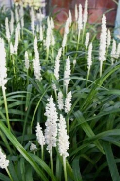Monroe's White Liriope (Lilyturf) - 6 Pack Of 1 Gallon Pots -Plant Lover House Shop Liriope Monroes White 500x750 1
