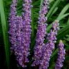 Royal Purple Liriope (Lilyturf) - 1 Gallon Pot -Plant Lover House Shop Liriope Royal Purple 17 3