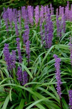 Royal Purple Liriope - Lilyturf - 3 Pack Of Pint Pots -Plant Lover House Shop Liriope Royal Purple 500x750 3