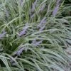 Silvery Sunproof Variegated Liriope - Lilyturf - 1 Gallon Pot -Plant Lover House Shop Liriope Silvery Sunproof 13