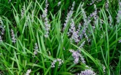 Creeping Lilyturf - Liriope Spicata - 18 Count Flat Of Pint Pots -Plant Lover House Shop Liriope Spicata 50