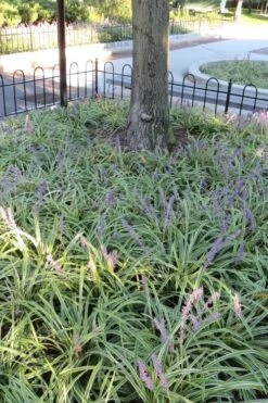 Variegated Liriope - Lilyturf - 36 Pack Of 3.5" Pint Pots -Plant Lover House Shop Liriope Variegata 6 1