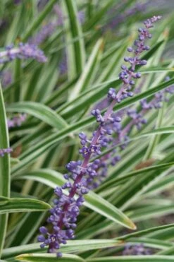 Variegated Liriope - Lilyturf - 36 Pack Of 3.5" Pint Pots -Plant Lover House Shop Liriope Variegata 7 1