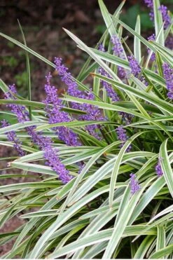 Variegated Liriope (Monkey Grass / Lilyturf) - 6 Pack Of 1 Gallon Pots -Plant Lover House Shop Liriope Variegated 15