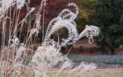 Little Zebra Grass - Miscanthus - 3 Gallon Pot -Plant Lover House Shop Little Zebra Grass 1