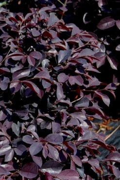 Carolina Midnight Loropetalum - 3 Gallon Pot -Plant Lover House Shop Loropetalum Carolina Midnight 10 2