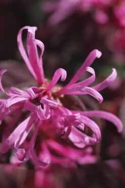 Carolina Midnight Loropetalum - Single Trunk Topiary Tree - 5 Gallon Pot -Plant Lover House Shop Loropetalum Carolina Midnight Flower 1