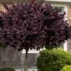 Carolina Midnight Loropetalum - Single Trunk Topiary Tree - 5 Gallon Pot -Plant Lover House Shop Loropetalum Carolina Midnight Single Trunk Tree 2