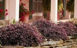 Purple Pixie Loropetalum - 1 Gallon Pot -Plant Lover House Shop Loropetalum Purple Pixie 102 1