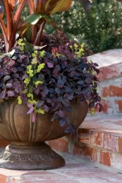 Purple Pixie Loropetalum - 1 Gallon Pot -Plant Lover House Shop Loropetalum Purple Pixie 104 1