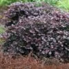 Purple Pixie Loropetalum - 1 Gallon Pot -Plant Lover House Shop Loropetalum Purple Pixie 105 1