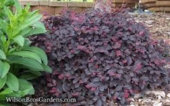 Purple Pixie Loropetalum - 1 Gallon Pot -Plant Lover House Shop Loropetalum Purple Pixie 12 1