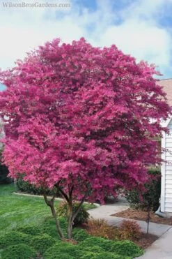 Zhuzhou Loropetalum (Chinese Fringeflower) - 7 Gallon Pot -Plant Lover House Shop Loropetalum ZhuZhou 23