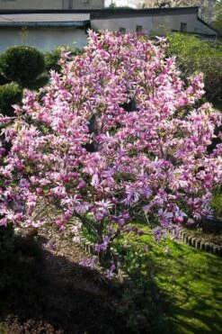 Betty Magnolia Tulip Tree - 3 Gallon Pot -Plant Lover House Shop Magnolia Betty 7