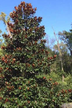 Brackens Brown Beauty Magnolia - 7 Gallon Pot (5-6') -Plant Lover House Shop Magnolia Bracken Brown Beauty 500x750 1