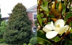 Brackens Brown Beauty Magnolia - 7 Gallon Pot (5-6') -Plant Lover House Shop Magnolia Brackens Brown Beauty 1