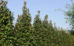 Brackens Brown Beauty Magnolia - 7 Gallon Pot (4-5') -Plant Lover House Shop Magnolia Brackens Brown Beauty 6 3