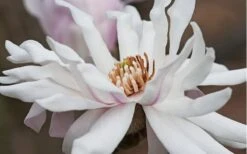 Centennial Star Magnolia - 3 Gallon Pot 15 Centennial Star Magnolia - 3 Gallon Pot -Plant Lover House Shop Magnolia Centennial 10
