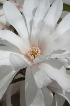 Centennial Star Magnolia - 1 Gallon Pot 15 Centennial Star Magnolia - 1 Gallon Pot -Plant Lover House Shop Magnolia Centennial 11 1