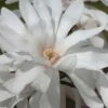 Centennial Star Magnolia - 3 Gallon Pot -Plant Lover House Shop Magnolia Centennial 12