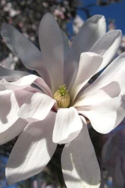 Centennial Star Magnolia - 3 Gallon Pot 17 Centennial Star Magnolia - 3 Gallon Pot -Plant Lover House Shop Magnolia Centennial 13