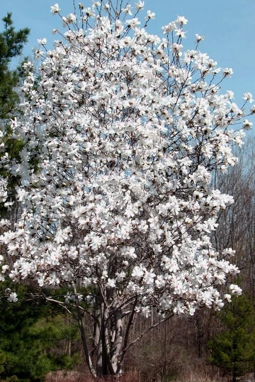 Centennial Star Magnolia - 3 Gallon Pot 6 Centennial Star Magnolia - 3 Gallon Pot - Image 4
