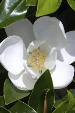 Claudia Wannamaker Southern Magnolia - 7 Gallon Pot (4-5')