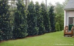 Claudia Wannamaker Southern Magnolia - 7 Gallon Pot (5-6') -Plant Lover House Shop Magnolia Claudia Wannamaker 2