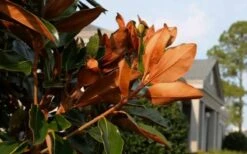 Claudia Wannamaker Southern Magnolia - 3 Gallon Pot -Plant Lover House Shop Magnolia Claudia Wannamaker 3 1