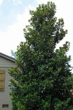 Claudia Wannamaker Southern Magnolia - 3 Gallon Pot -Plant Lover House Shop Magnolia Claudia Wannamaker 4 1
