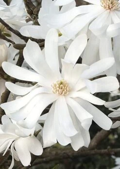 Royal Star Magnolia - 1 Gallon Pot -Plant Lover House Shop Magnolia Royal Star 10