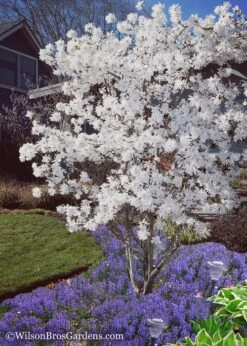 Royal Star Magnolia - 1 Gallon Pot -Plant Lover House Shop Magnolia Royal Star 12