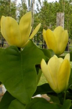 Yellow Bird Magnolia Tulip Tree - 3 Gallon Pot -Plant Lover House Shop Magnolia Yellow Bird 10