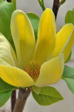 Yellow Bird Magnolia Tulip Tree - 3 Gallon Pot -Plant Lover House Shop Magnolia Yellow Bird 16