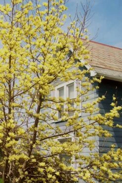 Yellow Bird Magnolia Tulip Tree - 3 Gallon Pot -Plant Lover House Shop Magnolia Yellow Bird 20
